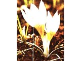 Crocus SP (saffron).